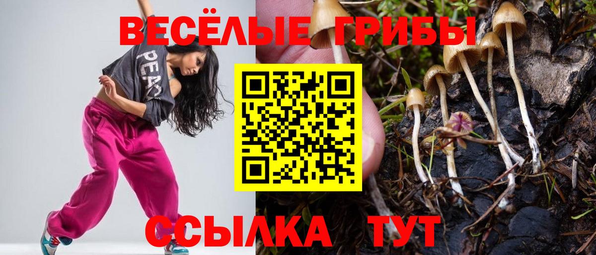 Выборг  Псилоцибиновые грибы Cubensis  Вход с VPN 